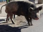 Misterio en Nordelta: qué pasó con los chanchos salvajes que aparecieron después de los carpinchos