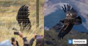 Liberan a 3 jóvenes cóndores andinos en la Patagonia: especie está en peligro de extinción