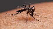 El Ministerio de Salud confirmó el primer caso de dengue de la temporada 2025/ 2026 y es importado