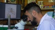 Las arañas más temidas: científico mendocino del Conicet participó de un trabajo único sobre tarántulas