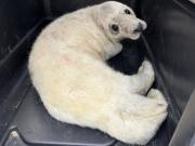 Trabajaba como cartero y encontró a una foca bebé sola y perdida: Pesaba muy por debajo de lo normal