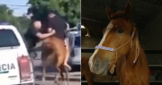 Insólito: robaban a caballo y fueron capturados en una impactante persecución