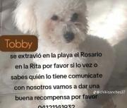 Se extravió el perrito “Tobby” en la playa del Rosario de la Rita: Ofrecen recompensa para quien pueda localizarlo -