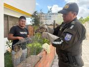  Rescatan a ‘mochuelo del Pacífico’ en Ambato