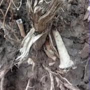 Analizan restos óseos hallados en árbol plantado en memoria de víctima de la dictadura