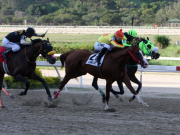 Vuelve el espectáculo a La Rinconada: así arranca la cartelera hípica de 2026