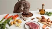 Qué dicen los veterinarios sobre darle comida casera a los perros y cada cuánto ofrecerla