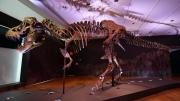 ¿Cuánto tardaba un T. rex en alcanzar su tamaño de adulto?