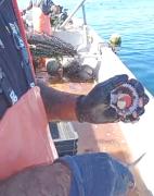 OSTION TONGOY: Sernapesca levanta prohibición pero Salud mantiene medida