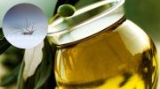 Cómo eliminar a los mosquitos de casa usando un poco de aceite de oliva: trampa casera efectiva