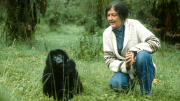 La polémica vida y el misterioso asesinato de Dian Fossey, la zoóloga que inspiró la película Gorilas en la niebla