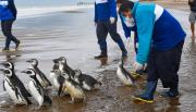 Hay un voluntariado para rescatar pingüinos en la costa bonaerense y ya abrió la inscripción