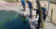 ¿Pero cómo? Arrojan peces en laguna artificial de Villa de Arica y provocan foco insalubre
