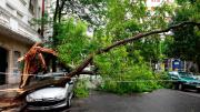 Fuerte temporal en Mar del Plata: ráfagas, árboles caídos y un herido