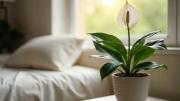 La NASA explica por qué una planta en el dormitorio puede ayudarte a dormir mejor