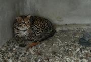 Rescatan a ocelote que banda criminal tenía enjaulado en Pascuales