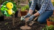 Árbol limonero: por qué recomiendan colocar lentejas en su tierra y para qué sirve