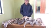 Secuestran en El Alto pieles y cuerpos disecados de especies protegidas