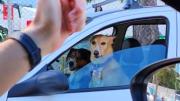 Parece un chiste, pero pasó: dos perros al volante causaron furor en redes