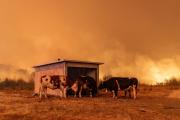 Incendios forestales dejan 16 personas fallecidas en dos regiones del sur de Chile