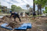 IM anunció cortes de tránsito por poda de palmeras en Montevideo: dónde y cuándo