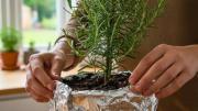 Colocar papel aluminio en la planta de romero: por qué recomiendan hacerlo y para qué sirve