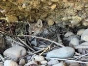 Rescate en el río: salvaron a un zorrito de dos meses que estaba atrapado bajo un puente en Junín de los Andes