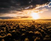 Safari en la Patagonia: ver y retratar grandes animales en libertad sin viajar a África