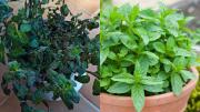 Qué debo hacer si mi planta de menta se seca este verano