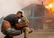 Colmevet activa colecta nacional para mascotas y ganado heridos por incendios