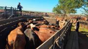 Megaestafa ganadera en Córdoba: secuestraron 1.060 vacas valuadas en $2.000 millones