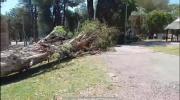 Otro más: cierran parque en Minas luego de caída de enorme árbol