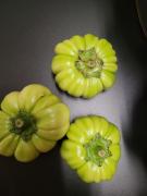 Las berenjenas tucumanas llegan a Francia en una segunda exportación