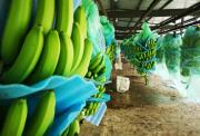 Situación del banano ecuatoriano tras el acuerdo Mercosur-UE: ¿Amenaza o oportunidad?