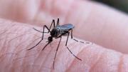 Dengue en Argentina: confirman un nuevo caso y alertan por la circulación de tres cepas