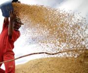 La futuros de la soja caen ante la perspectiva de una posible cosecha récord en Brasil