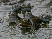 Se desató una batalla legal entre vecinos por el croar de unas ranas en un estanque