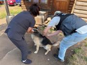 Coyhaique: Detectan caso positivo a rabia en murciélago