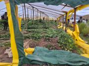 Potosí: destruyen 20 viveros de marihuana valuados en $us 10,7 millones