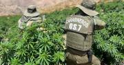 Histórico decomiso en Monte Patria: OS7 incauta más de 23 mil plantas de marihuana y desarticula dos bandas