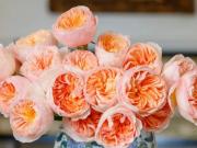 Valuada en 15 millones de euros y se encuentra solo en Inglaterra: así es la rosa más cara del mundo