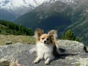 Quedó atrapado debajo de un glaciar y su perro lo salvó de la muerte: “Estaba feliz de verme”