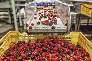 Cerezas chilenas superan pronóstico de 110 millones de cajas exportadas en desafiante temporada