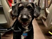 Boro, el perro desaparecido en el accidente de trenes de España al que todos buscan