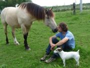 Comprueban que los caballos sienten el olor del miedo en los seres humanos