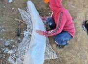 Hallan un colmillo fósil de un metro y medio de largo en la costa de Miramar