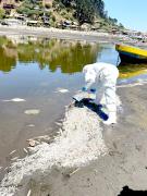 Autoridades aguardan resultado de muestras realizadas por Sernapesca