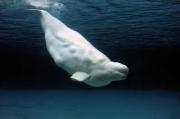 El secreto de las ballenasbelugas para burlar la extinción es intercambiar parejas