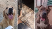 Pedido urgente por tránsito para tres perros adultos ante evacuaciones en Sismográfica