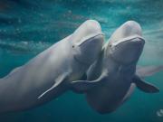 Intercambiar parejas: la curiosa estrategia de las ballenas beluga para vivir más, según un nuevo estudio científico
